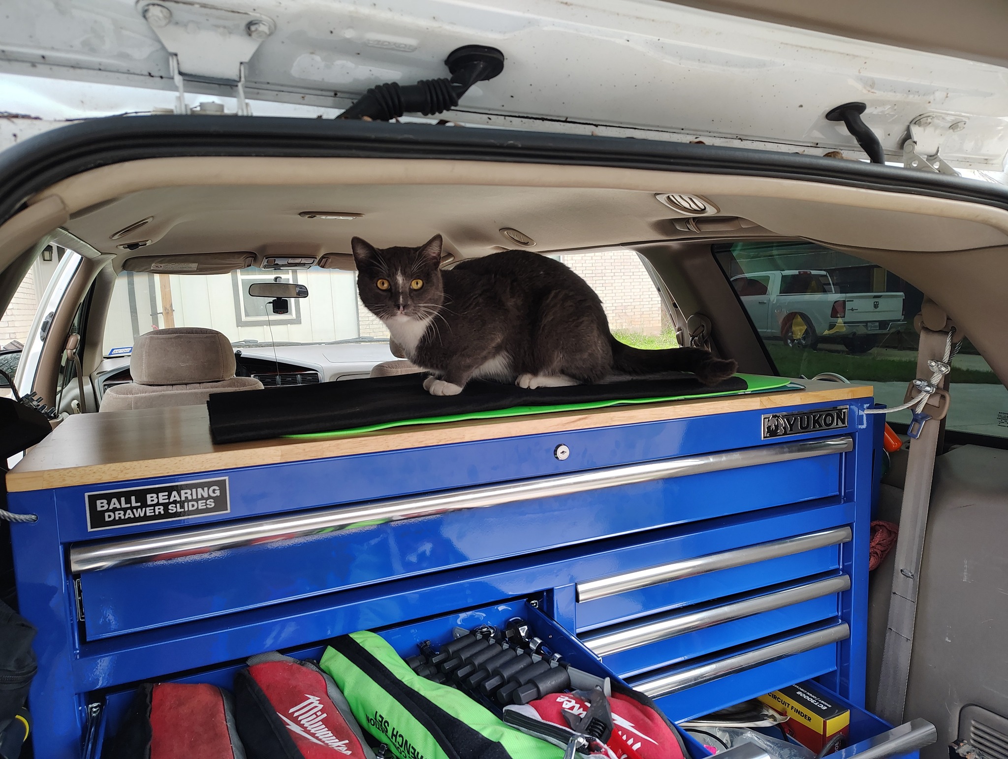 a cat in a car being repaired